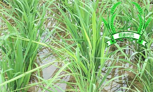 水稻的恶苗病怎么预防,水稻恶苗病的防治有效方法