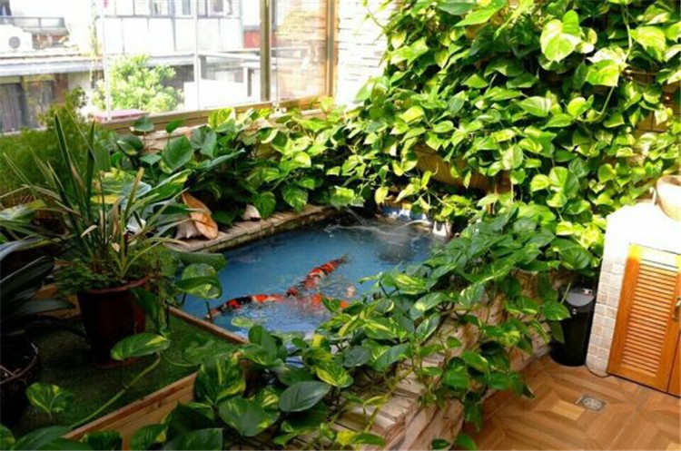 水养绿萝可以养小虾吗,室内养鱼能养绿萝吗