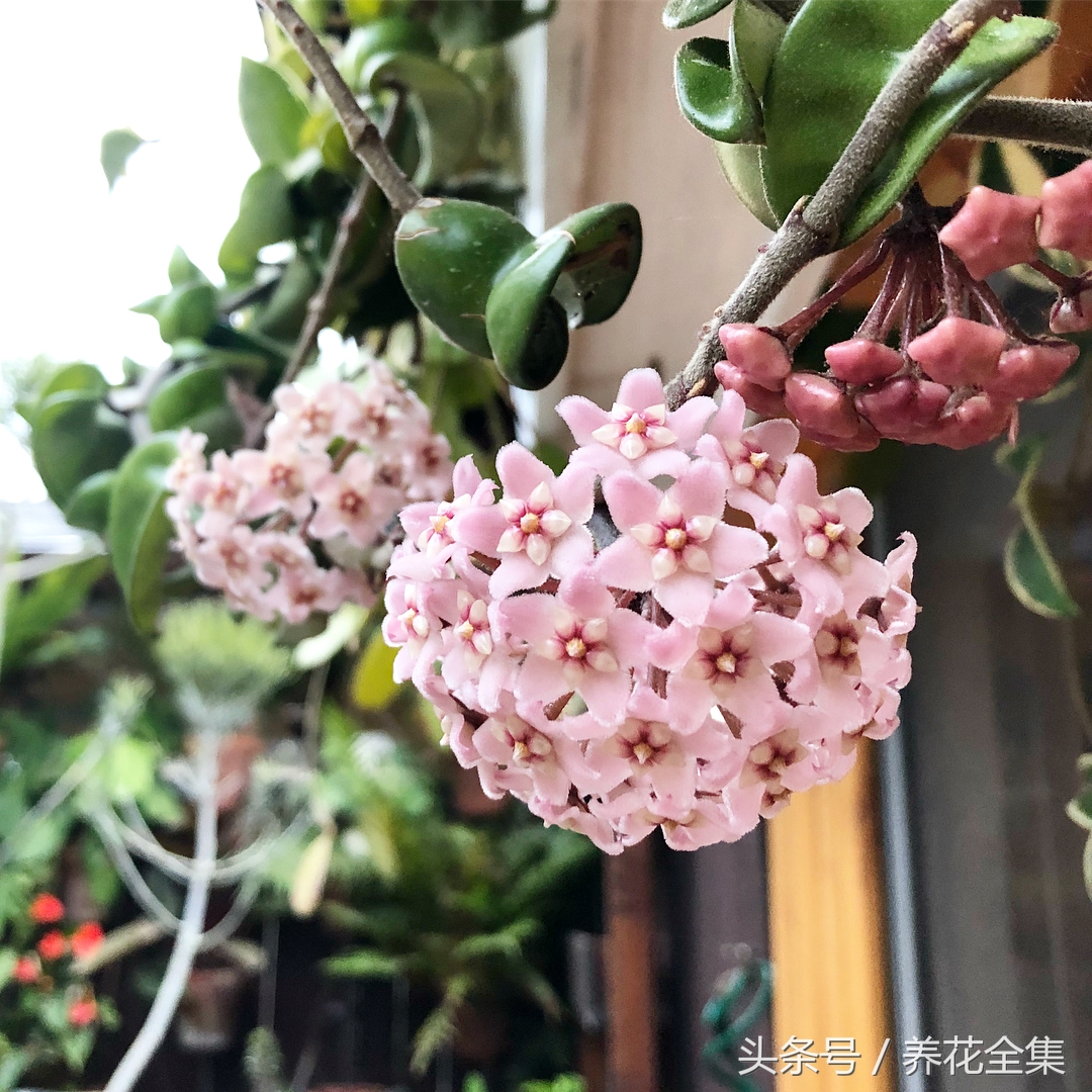 球兰的养殖方法及图片大全集,球兰的养殖方法和注意事项心得篇