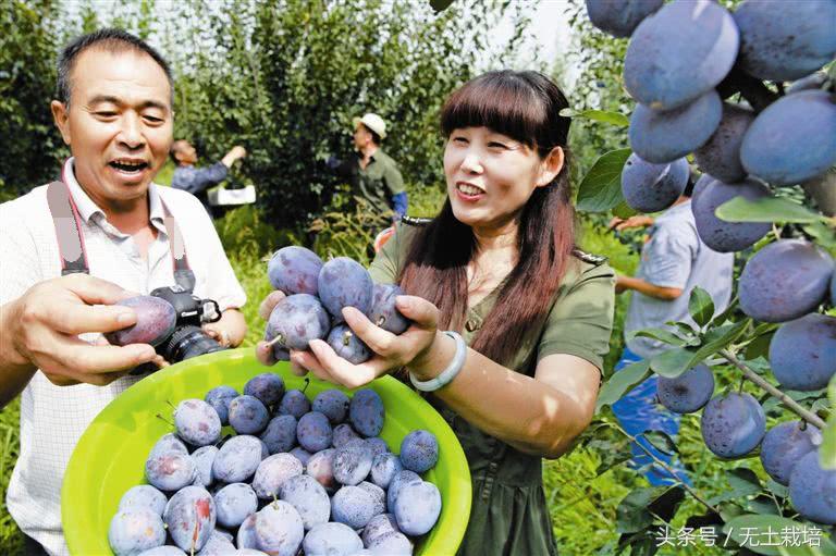 能解决便秘的低糖水果,便秘高纤维的水果有哪些