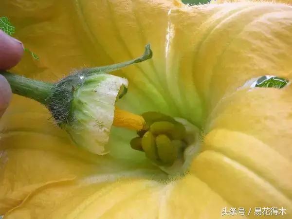 释迦花粉采集方法,花粉采集技巧视频