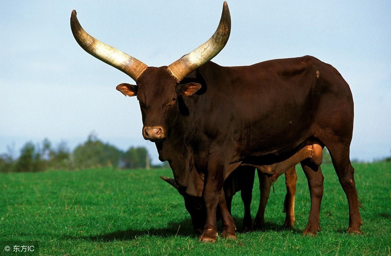 牛牛人今日财运,牛命牛人