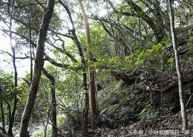 小叶紫檀买的时候是黑的,小叶紫檀买假了能退吗