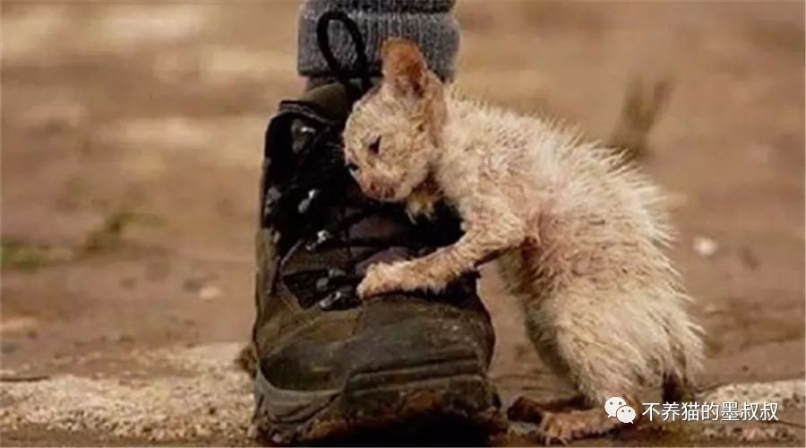 对不起啊小猫咪，我不是药神