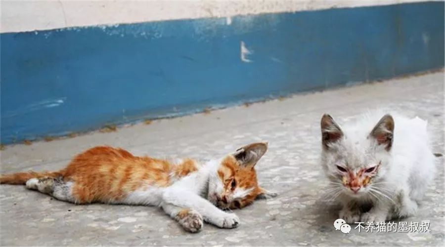 对不起啊小猫咪，我不是药神