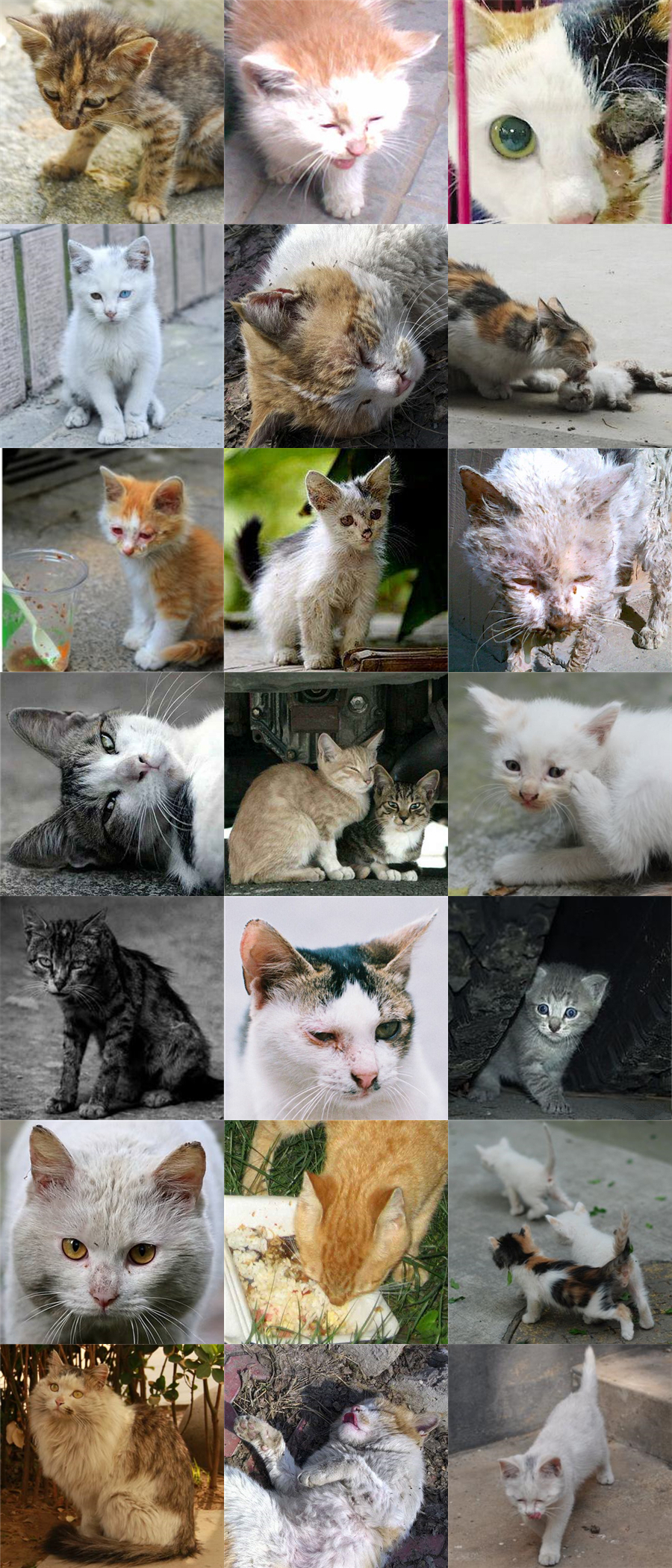 对不起啊小猫咪，我不是药神