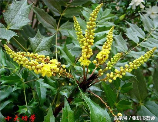 中药药材浪漫的名字,蕴含极致浪漫的中药名字