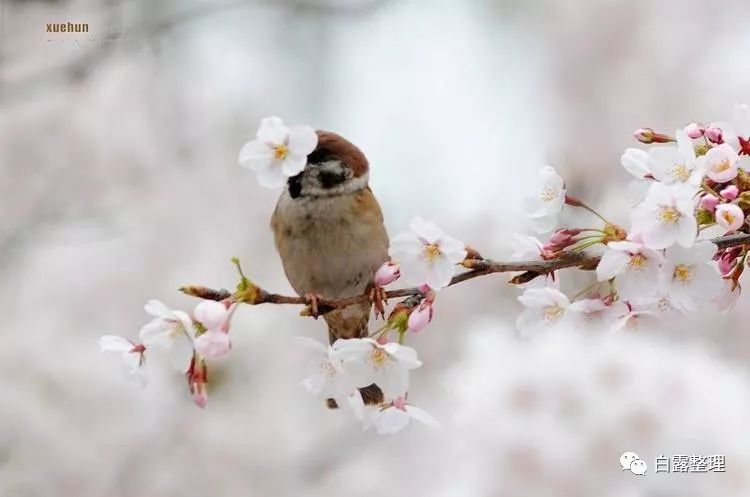 日本茶道文化深度解析,日本茶道有多美