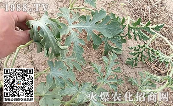 瓜果死苗烂根怎么处理,大棚种瓜类死棵的原因