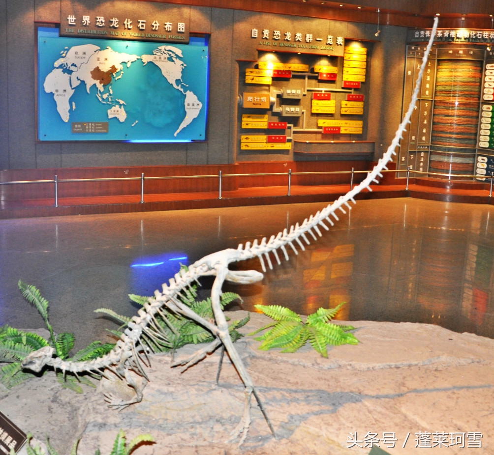 自贡恐龙博物馆展示是真恐龙吗,自贡恐龙博物馆可以现场购票吗