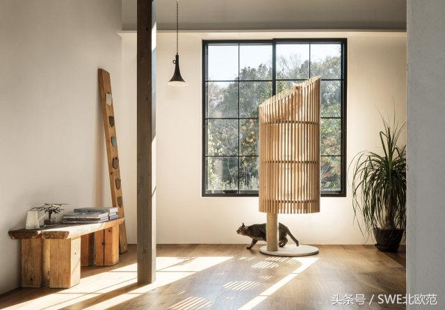 撸猫真的太快乐了,撸猫算是成功了吧