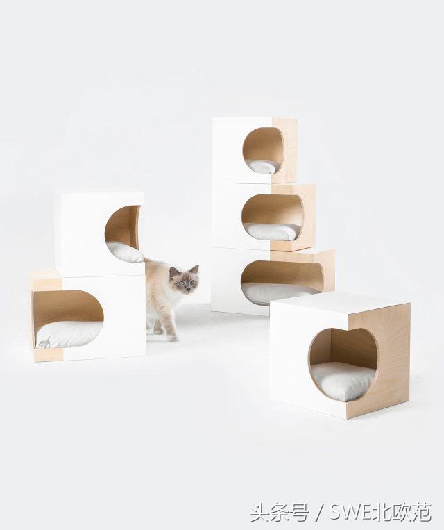 撸猫真的太快乐了,撸猫算是成功了吧