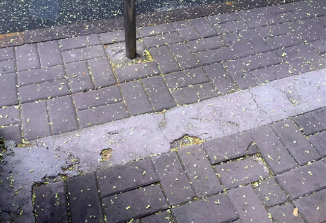 济南现在最“香”的一条街,在东部老城区,花香满地