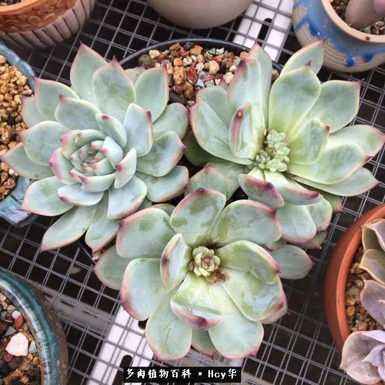 吉娃娃多肉高清图片,吉娃娃图片多肉