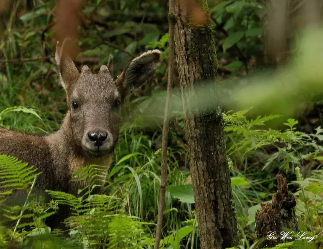 面对尸体，在野外这些野生动物会有什么反应