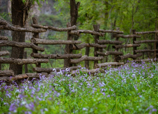 愿你有一个小院繁花爬满篱笆,愿你有一处小院听风听雨种菜养花