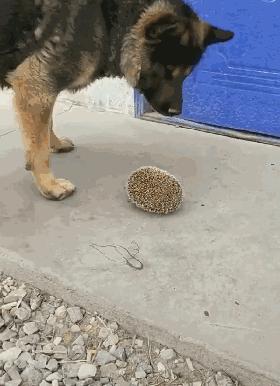 德牧抓来小刺猬当足球，练习足球技术不服输，狗狗：换我上能赢！