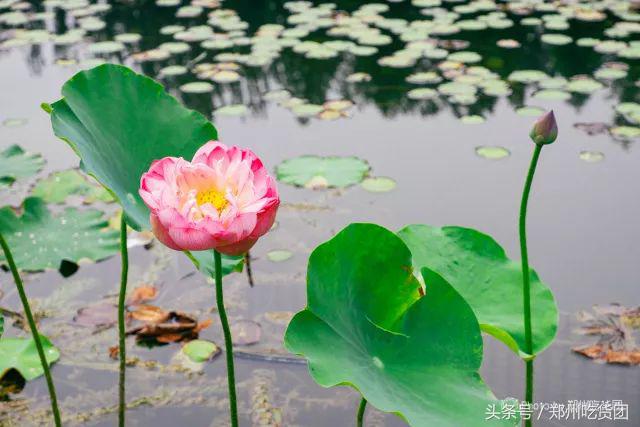 四年胖二十斤,四年胖20斤