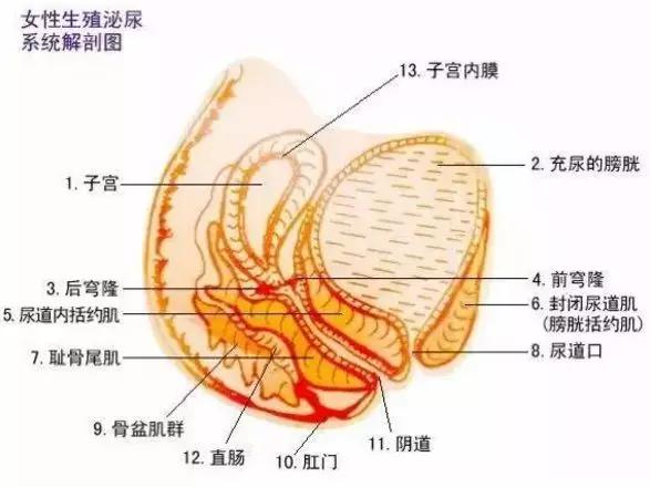 一胎盆底肌松弛二胎能锻炼好吗,一胎用的盆底肌仪器二胎还能用吗