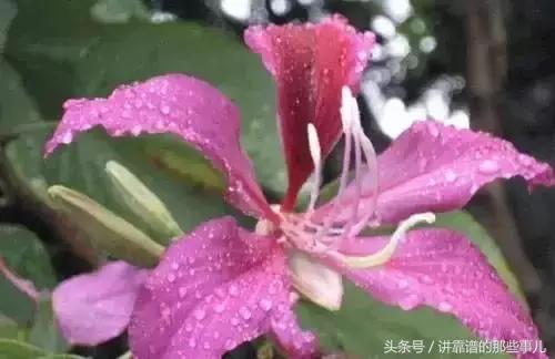 美极了樱花盛开图片,中国各市的市花大全