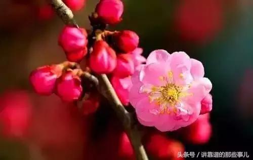 美极了樱花盛开图片,中国各市的市花大全