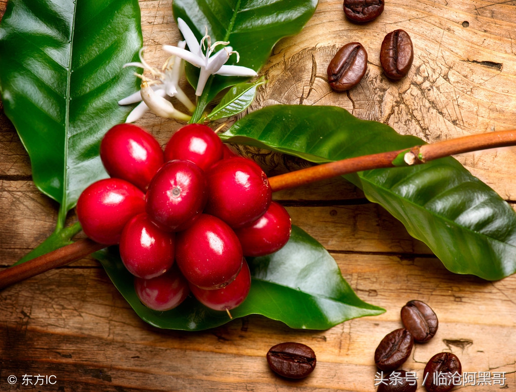 云南小粒咖啡的优缺点,云南小粒咖啡全国咖啡第几