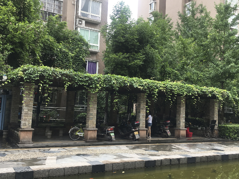 一声叹息！西外国际新城往昔美丽如公园今朝“新城”变“农场”