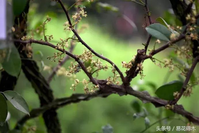 两面针精品盆景欣赏,最美两面针盆景