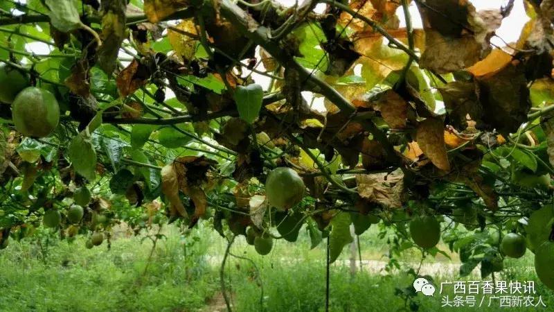 台风对百香果的影响,福建台风百香果