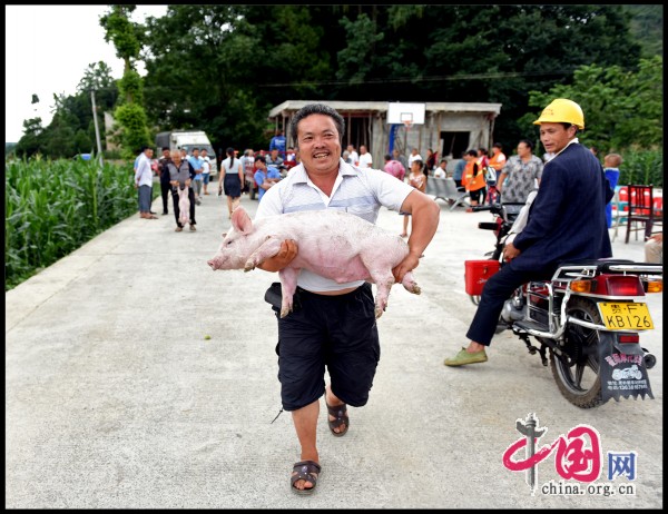 陈学忠:把扶贫仔猪送给农户