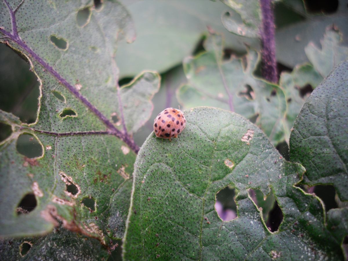 马铃薯害虫瓢虫,瓢虫里的害虫吃什么食物