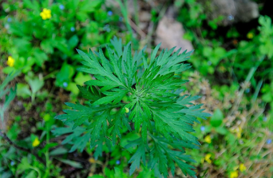 艾蒿放枕头里有什么作用,艾蒿叶装枕头有什么功效