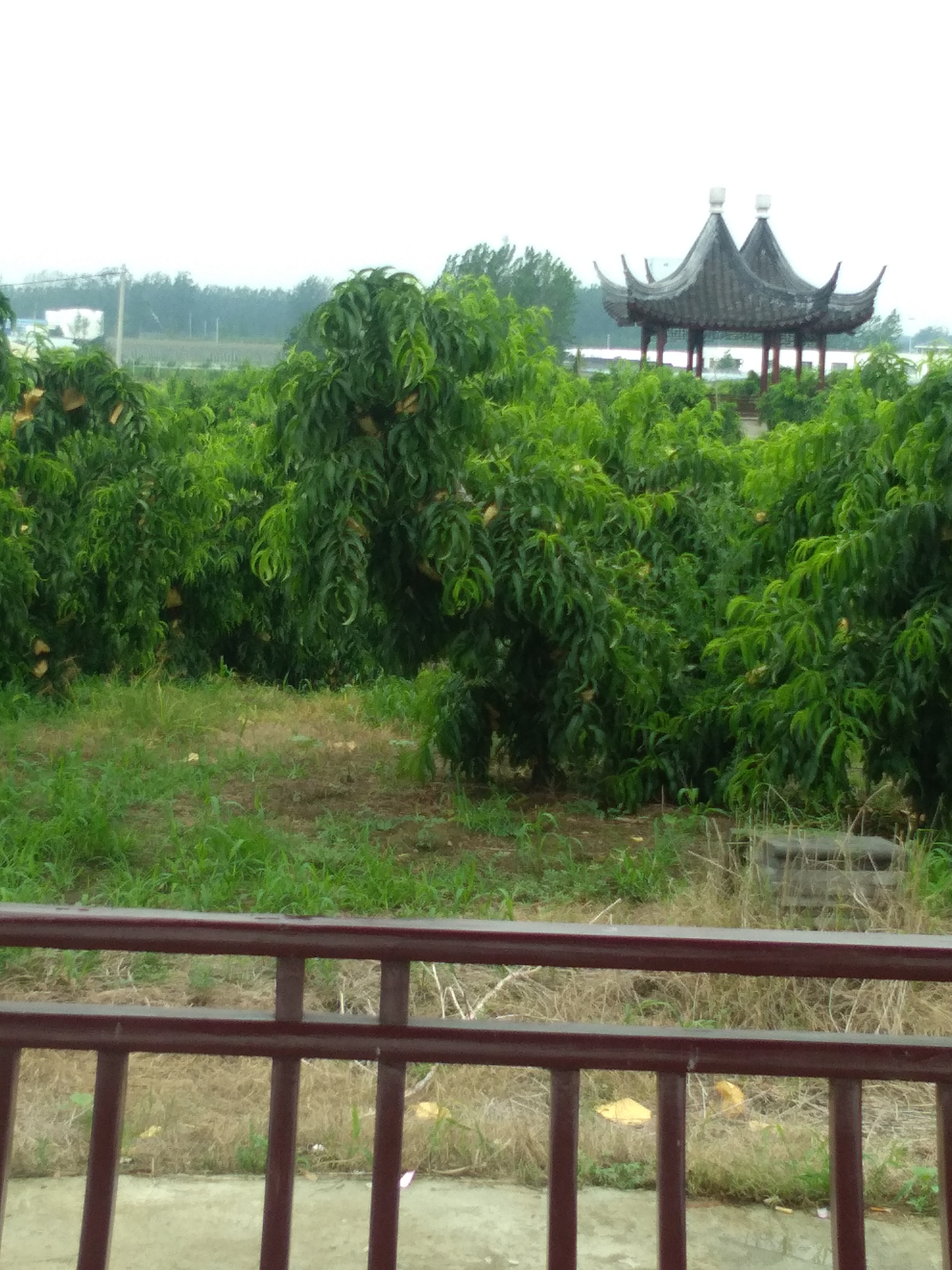 千鸟园宿迁美食,千鸟园桃缘