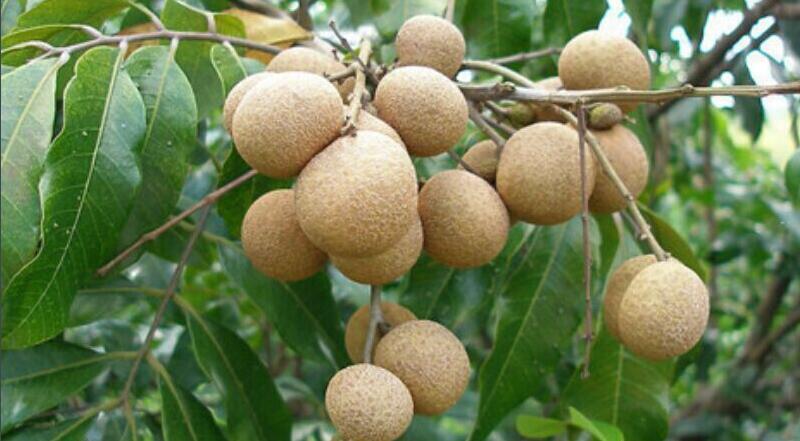 哪种龙眼是最小的,红皮龙眼简介