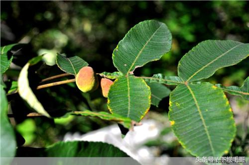 90后的童年农村野果,90年代的孩子有多少零花钱