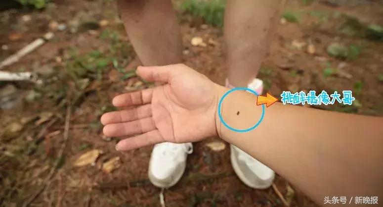 网红测评驱蚊的东西,打假测评达人驱蚊神器