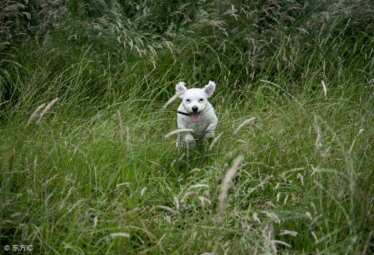 十种记仇的狗法国斗牛犬,可爱无比的狗斗牛犬