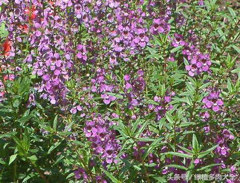 金鱼草叶片上出现斑点怎么办,金鱼草为何会出现黑斑落叶