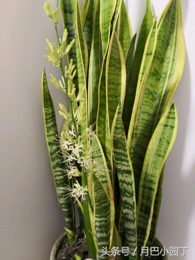 虎皮兰只长高不发芽怎么办,虎皮兰长得又细又高怎么办