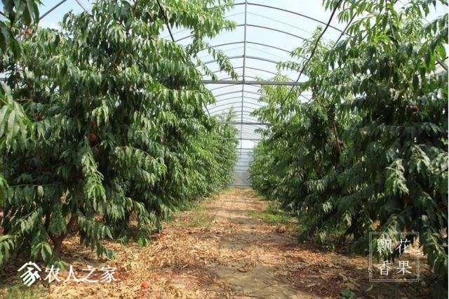 悠果观点：该向凤凰佳园学习什么？