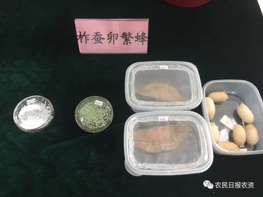 赤眼蜂防治螟虫,赤眼蜂的防治技术