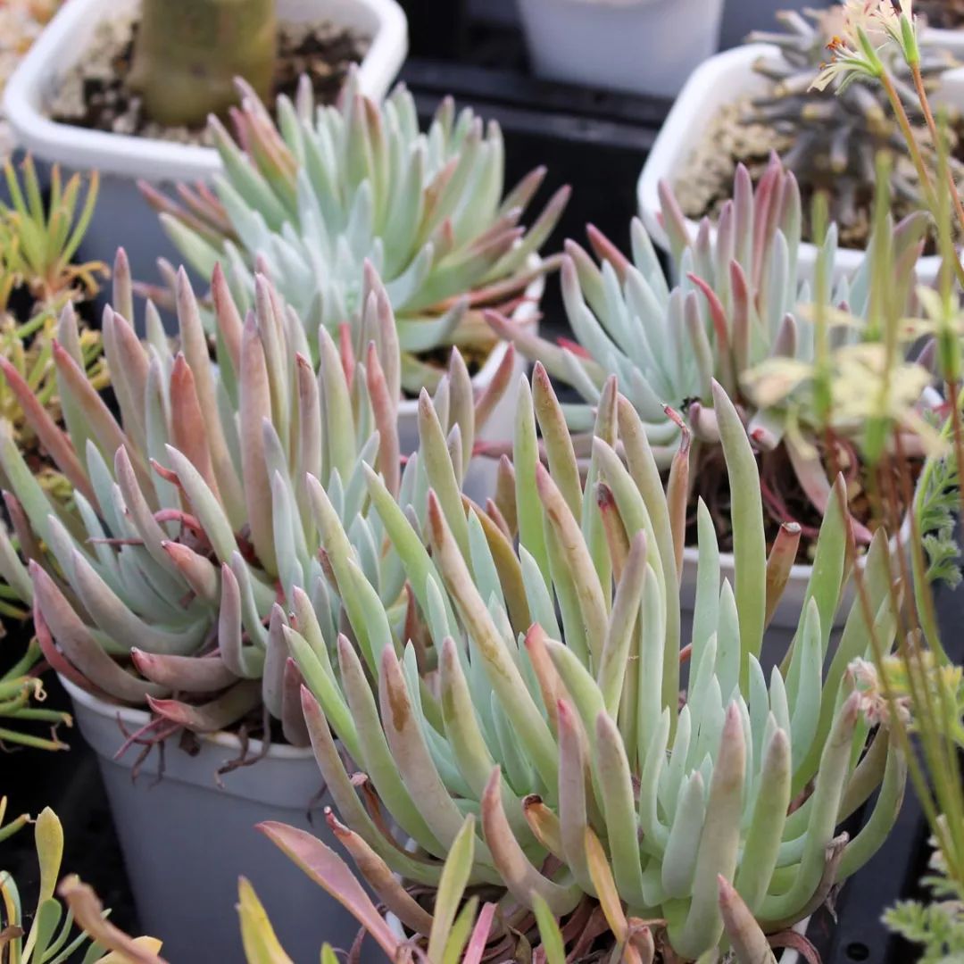 偷了价值10万的多肉,偷多肉可耻吗