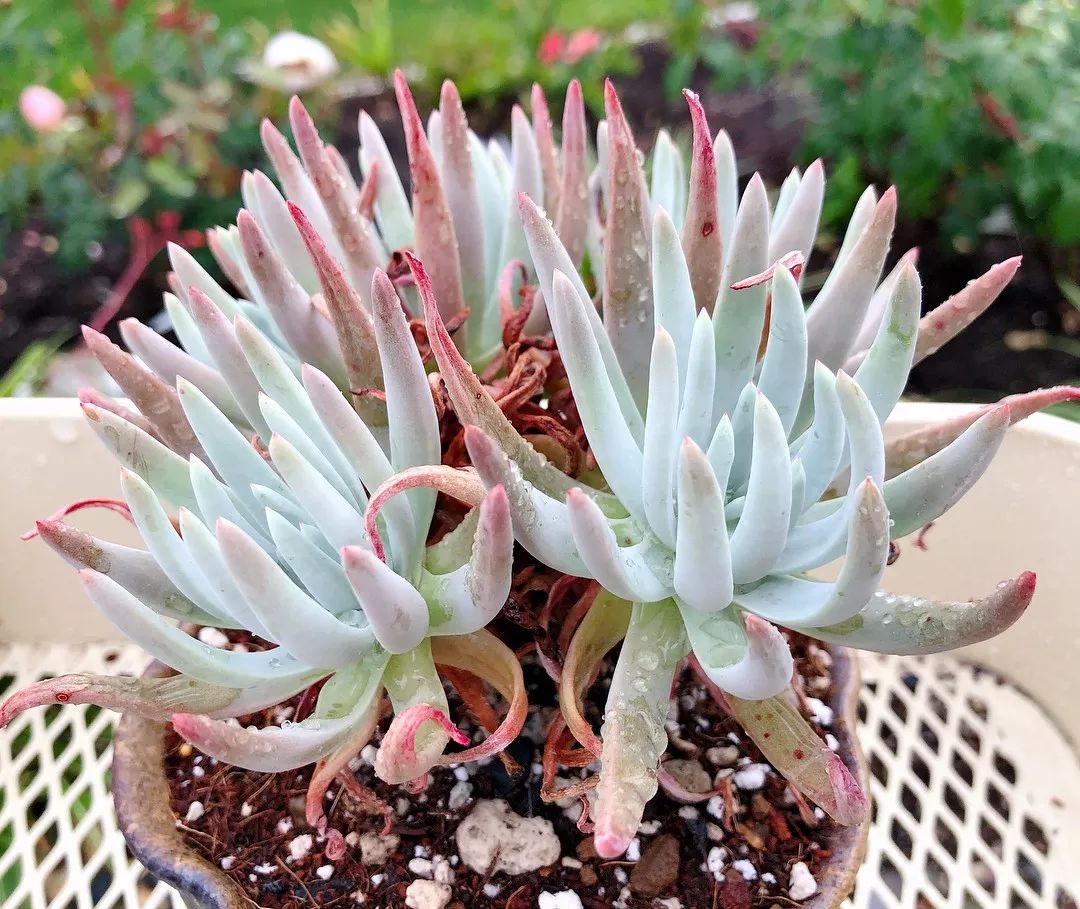 偷了价值10万的多肉,偷多肉可耻吗