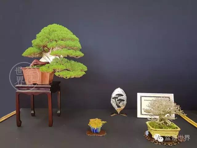 盆景是中国的名片看看浪漫的法国人怎样玩盆景