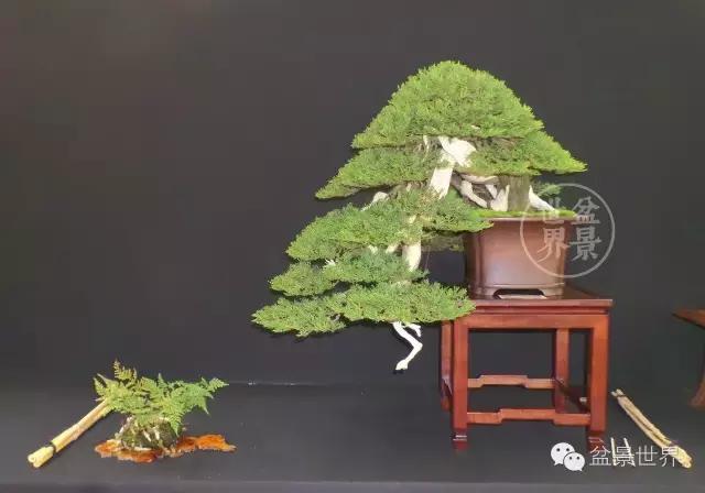 盆景是中国的名片看看浪漫的法国人怎样玩盆景