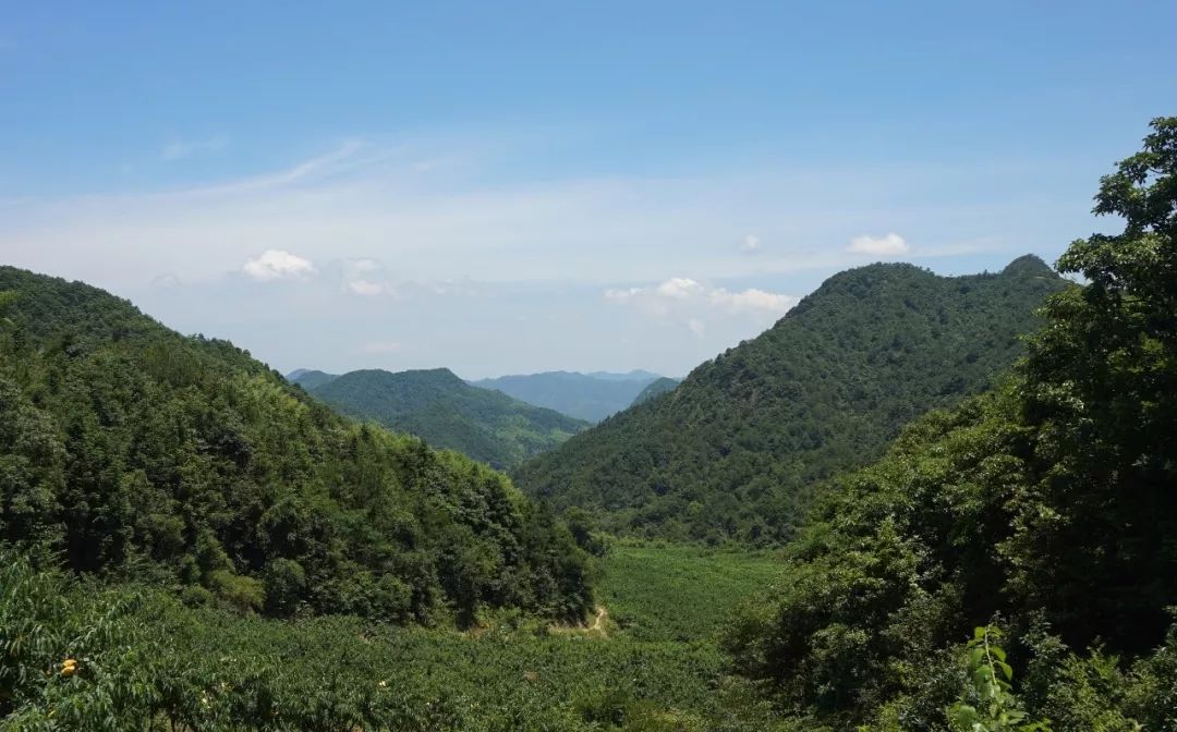 夏日的蜜桃诱惑，悄悄熟了