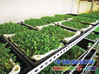 纸上种菜可以种什么,纸上种菜靠谱吗