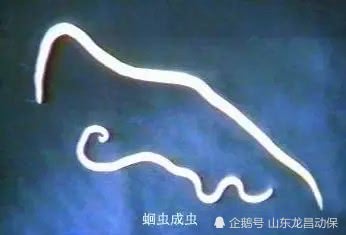 猪场寄生虫病的监测及防治措施,养猪场寄生虫怎么防止复发