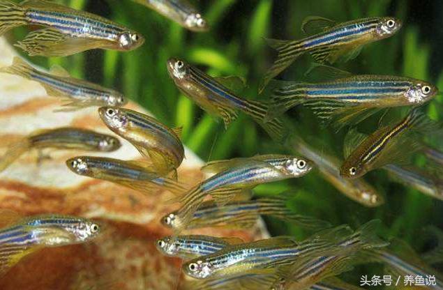 斑马鱼怎么养才能养出小鱼来,古法养鱼斑马鱼和观背混养