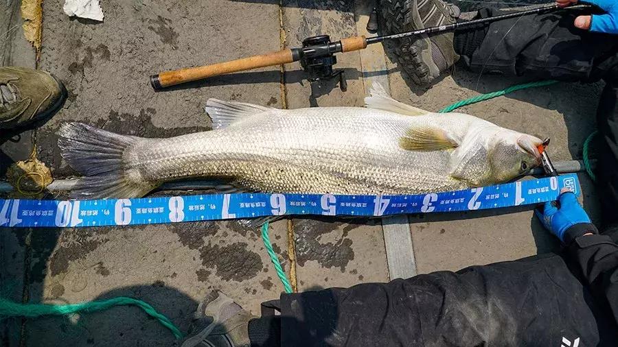 轻量怪物斗巨鲈｜追踪胡陈港水库的怪物2年终得一见